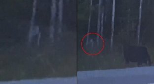 Канадка столкнулась с Горлумом на лесной дороге (3 фото + 1 видео)