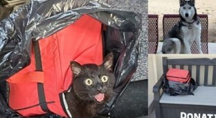 Хаски спас кошку, брошенную в сумке-холодильнике (5 фото)