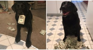 Лучшая из финансистов среди собак (8 фото)