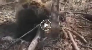 В Пермском лесу лесники спасли попавшего в капкан медвежонка, а он напал на них (мат)