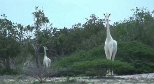 Единственный в мире белый жираф был убит браконьерами (2 фото + 1 видео)