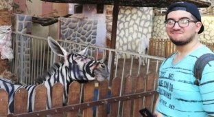Египетский зоопарк решил обмануть посетителей, выдав ослов за зебр (5 фото)