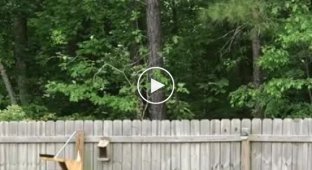 Белка-летяга, которая полетела благодаря катапульте жадного соседа