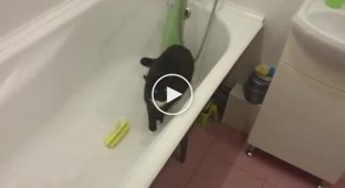 Как победить кота, который ходит по большему в ванную