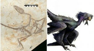 В Китае нашли останки "танцующего дракона", жившего 120 млн лет назад (6 фото)