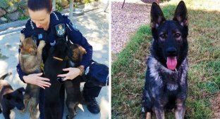 Пёс оказался слишком добрым для работы в полиции (6 фото)