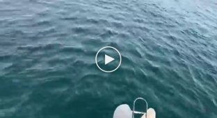 Рыбаки пришли в неописуемый восторг, увидев прыгающую акулу
