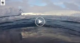 Каким видят мир киты в Южном океане