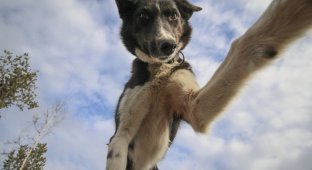 Собаки, которые обожают делать селфи (11 фото)