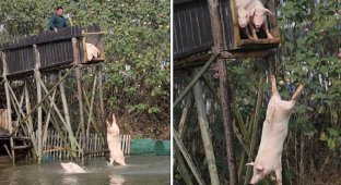 Китайский фермер научил свиней нырять с вышки (5 фото)