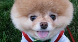 «Самый милый в мире пес» умер от тоски (12 фото)