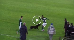 Выбежавший на поле пес изрядно напугал футболиста