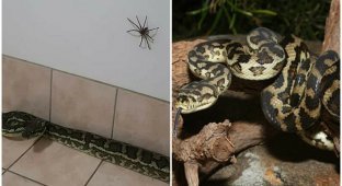 "Сжечь дом и не возвращаться": к австралийцу в дом заползли питон и гигантский паук (3 фото)