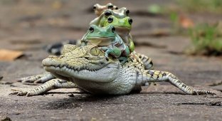 Царевна-лягушка: индонезиец снимает неожиданные грани обычных лягушек (39 фото)