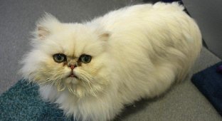 Что останется от персидской кошки, если ее кардинально подстричь (5 фото)