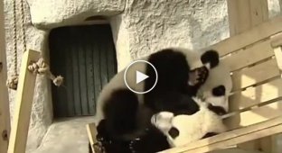 Панды катаются на горке