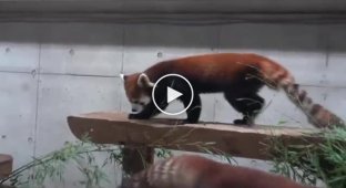 Красная панда (21 фото + 1 видео)