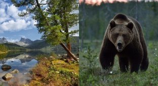 Медведь-людоед в Сибири загрыз подростка, помогавшего туристам (12 фото)