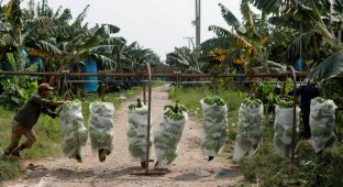 Китайский банановый бум – благословение и проклятие для Лаоса (22 фото)