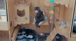 Китайский инженер построил приют для бездомных кошек со встроенной системой распознавания лиц (5 фото + 1 видео)