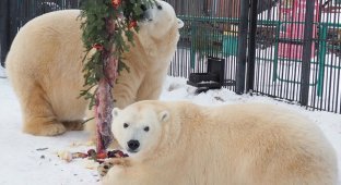 Новогоднее настроение в красноярском зоопарке (5 фото)