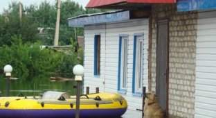 На набережной Благовещенска установили памятник псу по кличке Дружок (7 фото)
