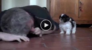 Человек лежит на полу и наблюдает за забавным поведением своего щенка