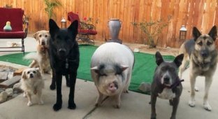 Довольная свинка, выросшая среди 5 собак и считающая себя одной из них (16 фото)