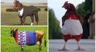 Конь в пальто и другие животные-модники (21 фото)