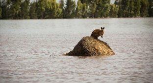 Наводнение в Австралии (33 фото)