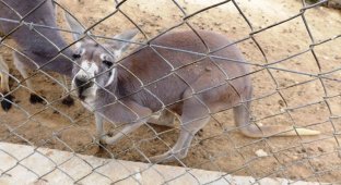 Посетители зоопарка убили кенгуру ради развлечения (3 фото)