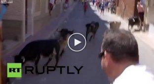 В Испании мужчина получили ранения убегая от быков (жесть)