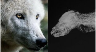 Археологи нашли мумию волчонка возрастом 57 тысяч лет (6 фото)