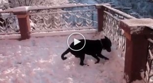 Очаровательная озорная реакция собаки на первый снег