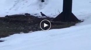 Ворона-сноубордистка показала класс на склоне
