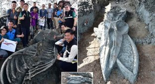 В Таиланде нашли скелет 5000-летнего кита (7 фото)
