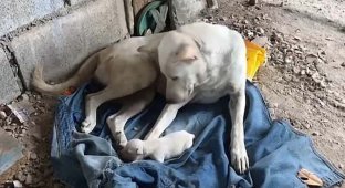 Циклоп: очаровательный щенок, родившийся всего с одним глазом (6 фото + 1 видео)