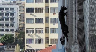 Спасателям пришлось снимать кошку-каскадера с кондиционера на шестом этаже (3 фото)