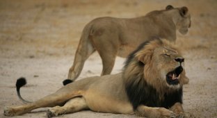 Сесил, самый знаменитый лев Зимбабве, был убит американским охотником-дантистом (6 фото)