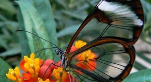 Удивительная бабочка со «стеклянными» крыльями (16 фото)