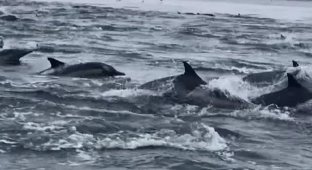 Гигантская стая дельфинов оживила океан (7 фото + 1 видео)