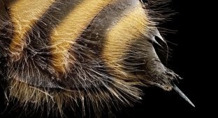 Опасные насекомые под микроскопом (12 фотографий)