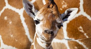 Первый детеныш жирафа в 2012 году в зоопарке Тампа Бэй (7 фото)