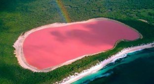 Розовое чудо Австралии (16 фото)