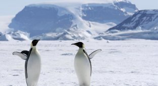 Незамерзающий пингвин: почему жителям Антарктики не страшен мороз? (2 фото)