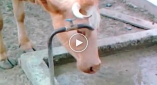 Умная корова научилась открывать кран