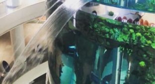В ТРЦ "Океания" начал протекать огромный аквариум (2 фото + видео)