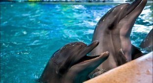 Дельфины-фотомодели (17 фото)