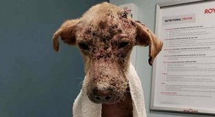 Зоозащитники думали, что эта собака умрёт, но она не сдалась, обросла шерстью и стала красавицей (8 фото)