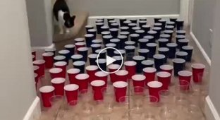 Коты пытаются преодолеть преграду из стаканчиков
